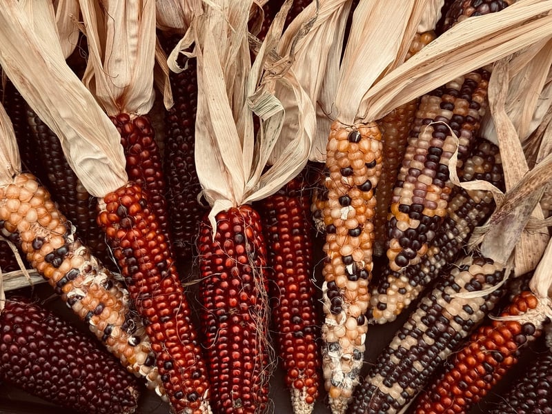 Fall Harvest Dishes